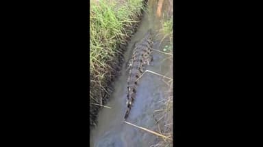 ஸ்ரீரங்கம்: பெட்டவாய்த்தலை பகுதியில் கால்வாயில் முதலை நடமாட்டம் - முதலையைப் பிடித்த வனத்துறையினர்