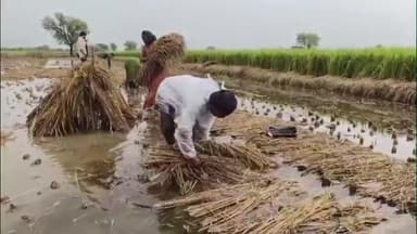 તારાપુર: તારાપુર અને ખંભાત પંથકમાં કમોસમી વરસાદને કારણે પાક નુકશાની અંગે સર્વે કરવા માંગ,પાક સહાય માટે નગરાના સરપંચે રજુઆત કરી.