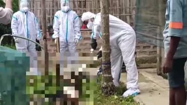 সোণাৰি: জিলা পশুপালন আৰু পশু চিকিৎসা বিভাগে  মথুৰাপুৰত আফ্রিকান ছোৱাইন ফিভাৰৰ সংক্ৰমণ হৈ ৩০ টাকৈ গাহৰি নিধন কৰে