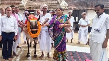 राजातालाब: काशी जीवदया विस्तारिणी गौशाला रामेश्वर में गोपाष्टमी समारोह का आयोजन