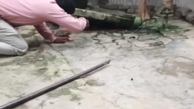 निचलौल: तुरकहिया गांव में कोबरा और धामिन सांप निकलने से मचा हड़कंप