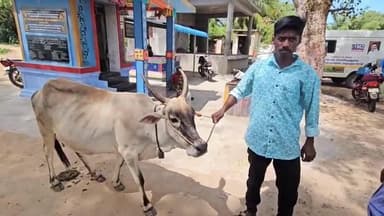 திருப்புவனம்: பெத்தானேந்தலில் வெறிநாய் தாக்குதல் – 36 பசு மாடுகள் காயம்!