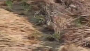 વિરમગામ: વિરમગામમાં કમોસમી વરસાદથી ખેતીના પાકને નુકસાન