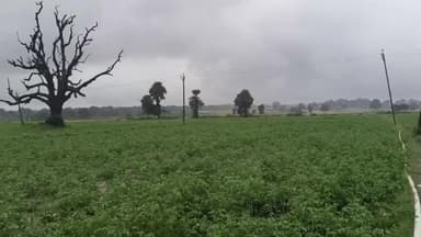 कान्हाचट्टी: चक्रवात मोनथा से कान्हाचट्टी प्रखंड के किसानों की बढ़ी चिंता