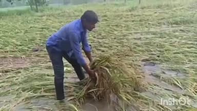 చెన్నారావుపేట: తుఫాన్ తో మాధన్నపేటలో భారీ వర్షానికి నీట మునిగి నేల వాలిన వరి పంట.