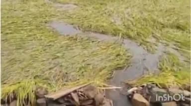 सुरगाणा: तालुक्यात परतीच्या पावसाने भातशेतीचे प्रचंड नुकसान , ऐन काढणीला आलेली पिके पाण्याखाली