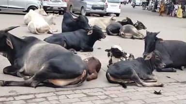 ಧಾರವಾಡ: ಧಾರವಾಡ ನಗರದ ಪ್ರಮುಖ ರಸ್ತೆಗಳಲ್ಲಿ ಬಿಡಾಡಿ ದನಗಳ ಹಾವಳಿ ಹೆಚ್ಚಾಗಿದ್ದು, ವಾಹನ ಸಂಚಾರಕ್ಕೆ ತೀವ್ರ ಅಡಚಣೆ