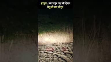 हापुड़ : श्यामपुर जट्ट में दिखा तेंदुओं का जोड़ा, गांव में दहशत | #hapur #leopard #hapurnews #leo
