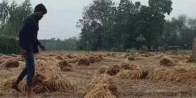 डंडई: बेमौसम बारिश से बढ़ी किसानों की चिंता, खेतों में डूब रही धान की फसल