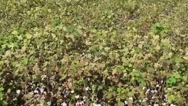 ಲಿಂಗಸೂರು: ಜಿಲ್ಲೆಯಲ್ಲಿ ಹತ್ತಿ ಖರೀದಿ ಪ್ರಕ್ರಿಯೆ ಆರಂಭ ಸದುಪಯೋಗಕ್ಕೆ ಸಲಹೆ