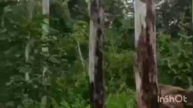 रमकंडा: रमकंडा में हाथियों का उत्पात, किसानों की धान की फसल बर्बाद, पांच गांवों में रेड अलर्ट