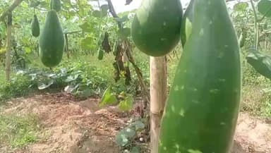 জামপুইজলা: লাউ চাষ করে স্বাবলম্বী জম্পুইজলা কৃষক পরিবার