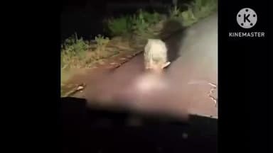 इंदापूर: इंदापूर तालुक्यात तरसाचा मुक्त संचार