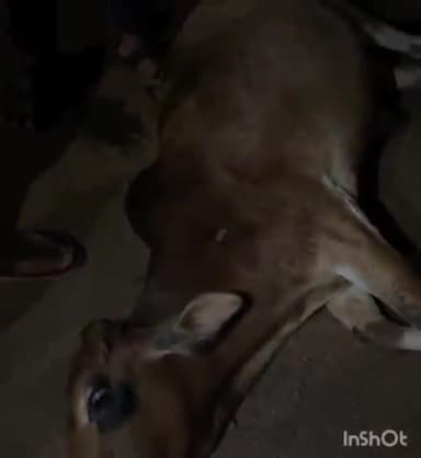 नरहरपुर: नरहरपुर में अज्ञात पिकअप वाहन चालक ने तीन गौवंशों को रौंदा, ग्रामीणों में भारी आक्रोश