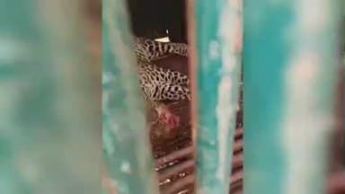 કામરેજ: મુજલાવ ગામે આંટાફેરા મારી રહેલ દીપડો પાંજરે પુરાયો.