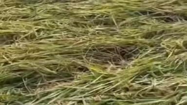 माडा: ऊर्जाधानी में शुरू हुई बारिश अन्नदाताओं की बढ़ी बेचैनी,देवसर में धान के फसलों का हुआ नुकसान #Jan samasya