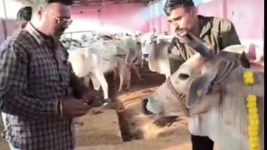 सुसनेर: विश्व हिन्दू परिषद बजरंग दल के कार्यकर्ताओं ने कड़िया गोशाला में गोपाष्टमी मनाई