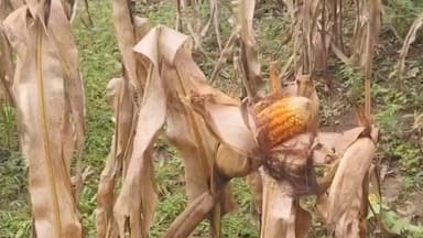 ಧಾರವಾಡ: ಜಿಲ್ಲೆಯಲ್ಲಿ ಸತತ ಮಳೆ: ಗೋವಿನ ಜೋಳದ ಬೆಳೆ ಮೊಳಕೆ: ಜಿಲ್ಲೆಯ ಅಳ್ನಾವರ, ಕಲಘಟಗಿ, ಧಾರವಾಡ ತಾಲೂಕಿನ ರೈತರಿಗೆ ಸಂಕಷ್ಟ