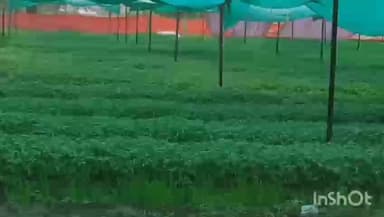 સોજીત્રા: ખણસોલ શહીત વિવિધ ગામોમાં રોપા ઉછેર કેન્દ્રમા કમોસમી વરસાદને લઈને નુકસાનની ભીંતી