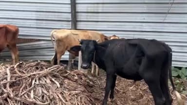 মানকাচৰ: সুখচৰ আৰক্ষীয়ে উদ্ধাৰ কৰা চোৰাং গশুধন সমূহ আজি গোশ্বালা লৈ গতাই দিয়া হয়