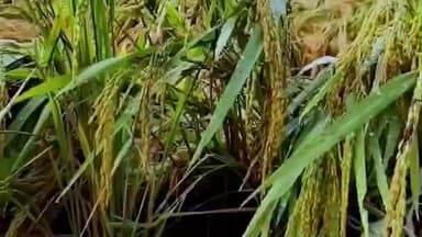 বিনপুর ১: ঘূর্ণিঝড় মান্থার প্রভাবে বৃষ্টি হচ্ছে বিনপুর ১ ব্লক জুড়ে, ফসল নষ্টের আশঙ্কায় মাথায় হাত কৃষকদের