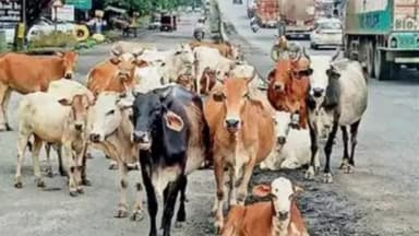 પારડી: હાઇવે સર્વિસ રોડ માર્ગ અને હાઇવે માર્ગ પર ગૌ વંશો નો જમાવડો થતા અકસ્માત ની ભિતી