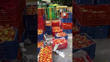 ट्रक की टक्कर से पलटा टमाटर से भरा टेंपो... बाल बाल बची ड्राइवर की जान... #Bata #Faridabad