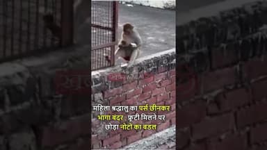 #viral #vrindavan में एक बंदर महिला श्रद्धालु का पर्स छीनकर भाग गया, पर्स में करीब 10 हजार रुपए थे