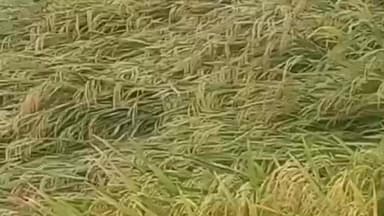 ಬಳ್ಳಾರಿ: ಭತ್ತ ಹಾಗೂ ಮೆಕ್ಕೆಜೋಳ ಬೆಳೆಗಳಿಗೆ ಬೆಂಬಲ ಬೆಲೆಗೆ ಆಗ್ರಹಿಸಿ;ಅ.31 ರಂದು ಬಳ್ಳಾರಿಯಲ್ಲಿ AIKKMS ರೈತ ಸಂಘಟನೆ ಪ್ರತಿಭಟನೆ