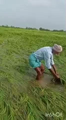 నర్సంపేట: ఖానాపూర్ మండలంలో తుఫాను ప్రభావంతో పంట నీటిపాలైందని ఆవేదన వ్యక్తం చేశారు రైతులు