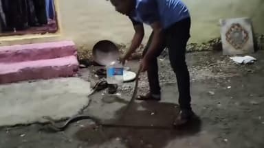 गंगाखेड: भला मोठा विषारी नाग लागला मागे : सापाची फुसकारी एकूणच सर्वांच्या अंगावर काटा