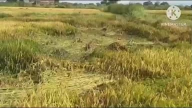 सारंगढ़ में बेमौसम बारिश से धान की फसलें गिरी, सैकड़ों एकड़ फसलें बर्बाद होने की आशंका, किसानों ने मुआवजे की मांग की