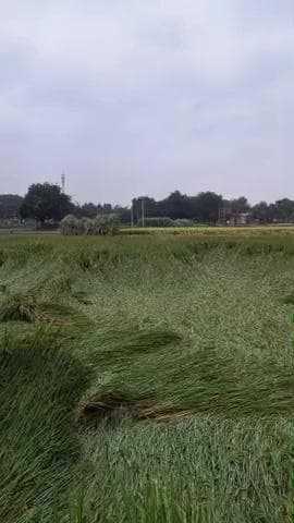 राजातालाब: बेमौसम बारिश से किसानों की धान की फसल हुई बर्बाद