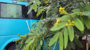 छपारा: छपारा थाना के सामने बस और ट्रक की हुई भिड़ंत, ट्रक ने अचानक लगाए ब्रेक