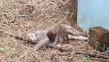 గోవిందరావుపేట: గాంధీనగర్ లో హృదయ విదారకర సన్నివేశం