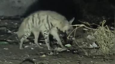 કડી: કડી ના આદુંદરા ગામે રાત્રિ દરમિયાન જંગલી પ્રાણી જરખ દેખાતા ગ્રામજનોમાં ભયનો માહોલ,ફોરેસ્ટ વિભાગે પકડવા પાંજરું મૂક્યું