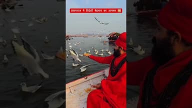 प्रयागराज मे विदेशी मेहमान का आगमन 🌅🏞#prayagraj #magh #sangam #explorepage✨ #trending #viralpost