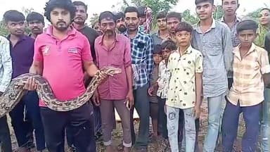 તારાપુર: કલમસર ગામના જેતપુર વિસ્તારના ખેતરમાંથી 13.3 ફૂટ લંબાઈ ધરાવતા મહાકાય અજગરનું રેસ્ક્યુ કરાયુ.