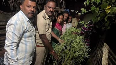 ಶ್ರೀರಂಗಪಟ್ಟಣ: ಶ್ರೀನಿವಾಸ ಅಗ್ರಹಾರದಲ್ಲಿ  ಮನೆ ಮುಂದೆ ಬೆಳೆದಿದ್ದ 3 ಲಕ್ಷ ರೂ. ಬೆಲೆ ಬಾಳುವ ಗಾಂಜಾ ವಶ