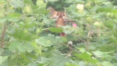 భీంపూర్: తాంసి(కే)లో పెద్దపులి సంచారం