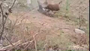 शिवगंज: शिवगंज के खेत में तारबंदी में छोड़ा गया करंट बना मौत का कारण, कई मूक पशु झुलसे