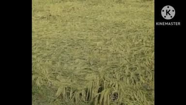 घंसौर: घंसौर मुख्यालय सहित क्षेत्र में बेमौसम बारिश