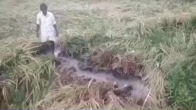 దేవరకద్ర: దేవరకద్ర మండలం నాగారంలో కోతకి వచ్చిన వరి పంట పూర్తిగా పంటపొలాల్లో నీళ్లలో మునిగి పంట