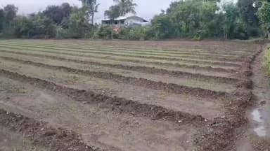 कळवण: बेमोसमी पावसाने हिंगवे पाळे खुर्द पाळे बु परिसरात मका सोयाबीन कांद्याचे उळे पिकाचे नुकसान नुकसान भरपाई देण्याची मागणी