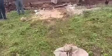 चिनिया: सीदे गांव में जंगली हाथी का आतंक, राम धवल यादव का घर तोड़ा, अनाज खाया, परिवार बेघर