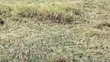 పులివెందుల: వేంపల్లి లో కింద పడిపోయిన వరి పంటను పరిశీలించిన అగ్రికల్చర్ ఏడీ ప్రభాకర్ రెడ్డి