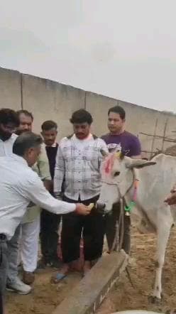 कोटकासिम: कोटकासिम में गोपाष्टमी का पर्व मनाया गया, विश्व हिंदू परिषद और बजरंग दल ने गौ रक्षा की शपथ ली