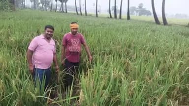 अस्थावां: अस्थावां प्रखंड में बारिश से धान की फसल को हुआ नुकसान