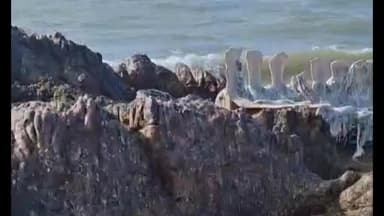 मालवण: किल्ले सिंधुदुर्गच्या खडकाळ भागात सापडला शार्कचा कुजलेल्या अवस्थेतील सांगाडा