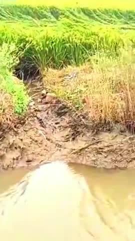 कोरांव: कोरांव तहसील क्षेत्र में बारिश और तूफान से धान की फसलें गिरीं, किसान नुकसान को लेकर चिंतित